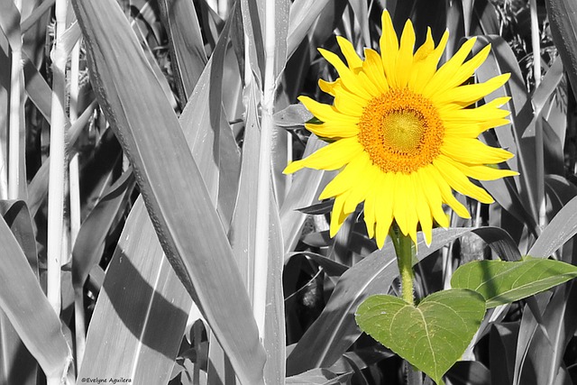Free Yellow Flower photo and picture