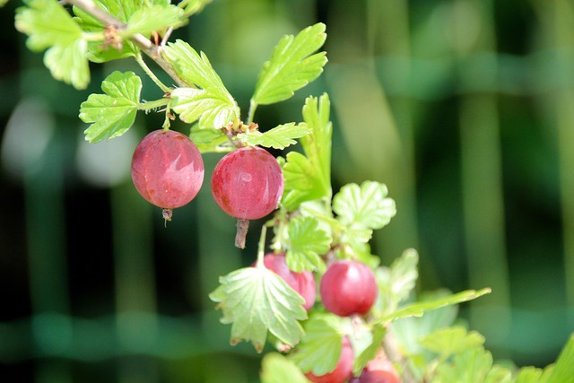Free Gooseberry Ribes Uva-Crispa photo and picture