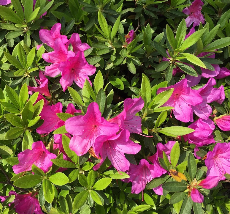 Azalea Flowers Bloom - Free photo on Pixabay