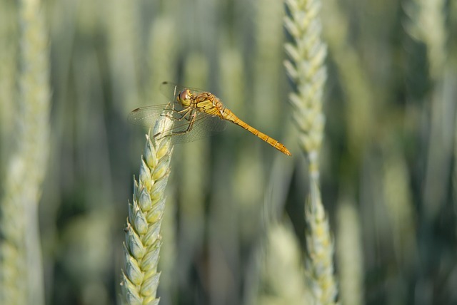 Free Dragon-Fly Wheat photo and picture