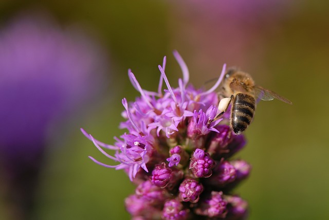 Free Flower Violet Bee photo and picture