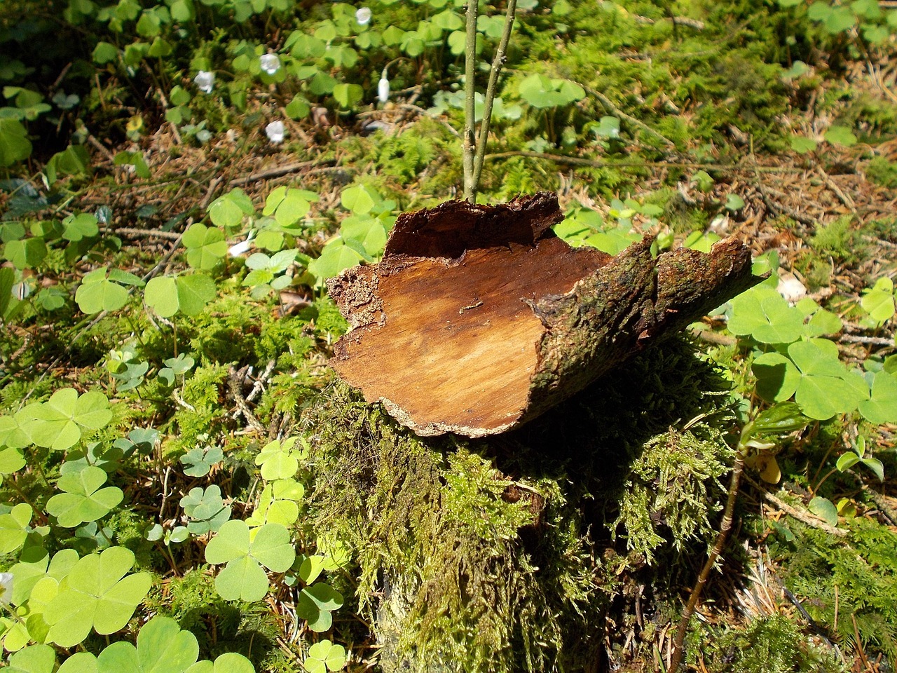 Tree Bark Nature - Free photo on Pixabay - Pixabay