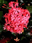 flower, red, nature
