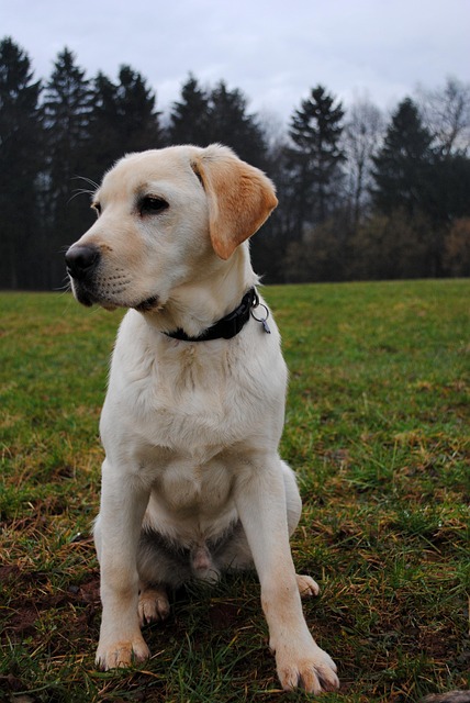 Hund, Labrador, Labrador Retriever