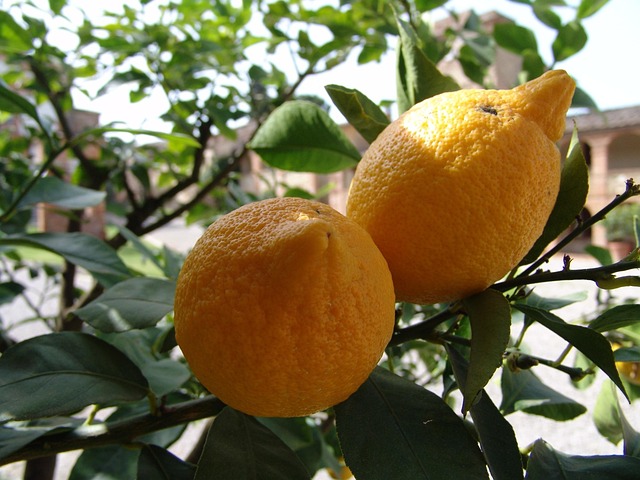 Free Lemons Tree photo and picture