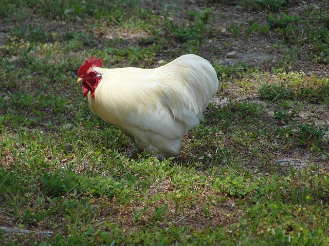Free Chicken Leghorn photo and picture