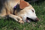 dog, pet, rescue