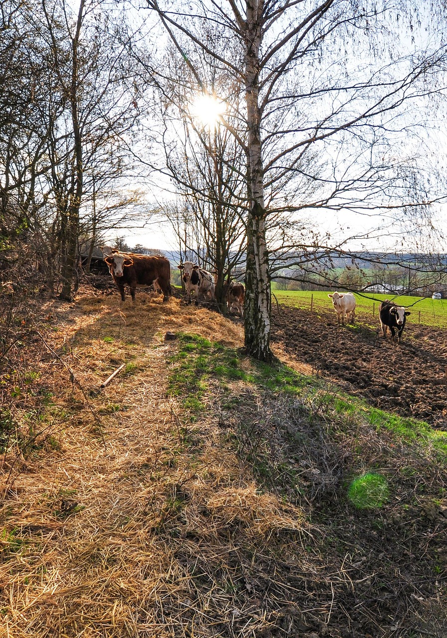 Nature Cow Cows - Free photo on Pixabay - Pixabay