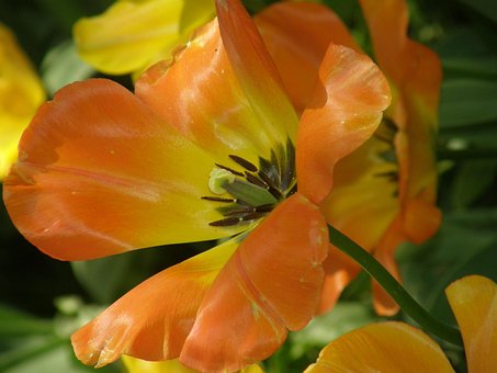 Tulpe, Orange, Natur, Gelb, Blume, Blüte