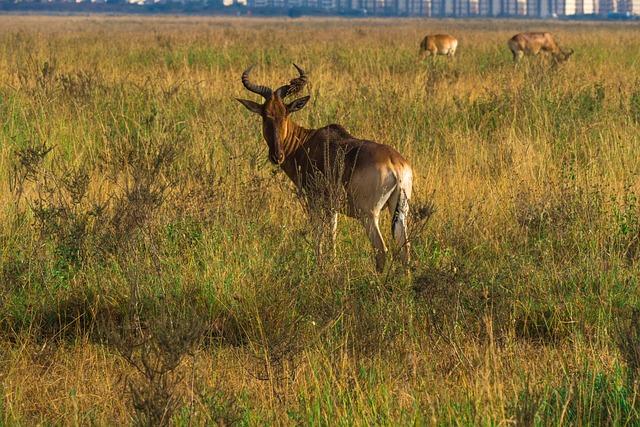 Afrika, Kære, Dyreliv, Natur, Safari