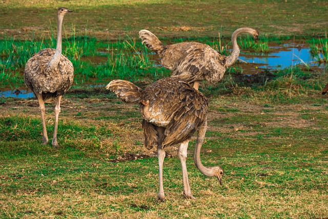 Struds, Afrika, Safari, Strudse, Fugl
