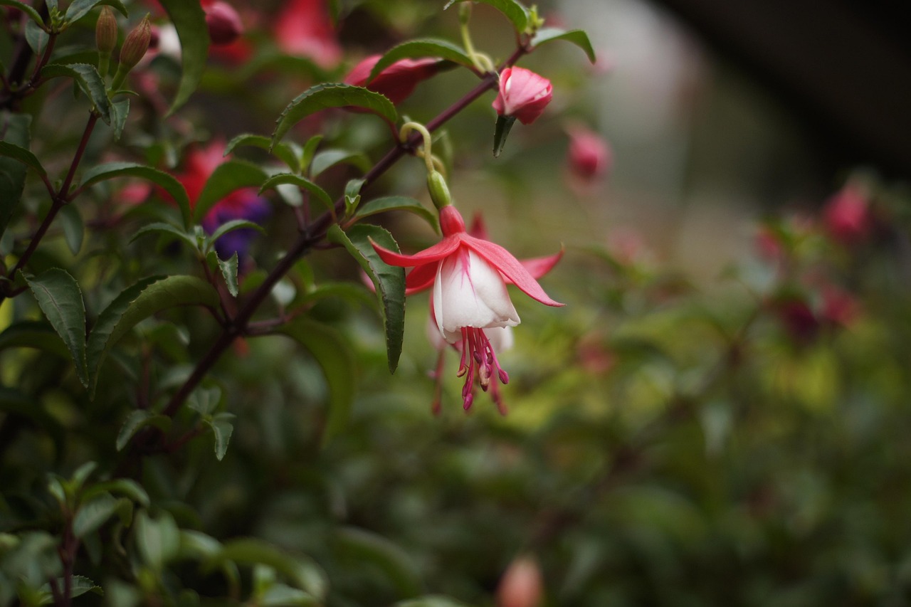 Fuchsia Bunga Tanaman - Foto gratis di Pixabay - Pixabay