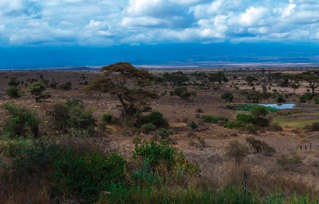 Safari, Afrika, Parkere, Græsarealer