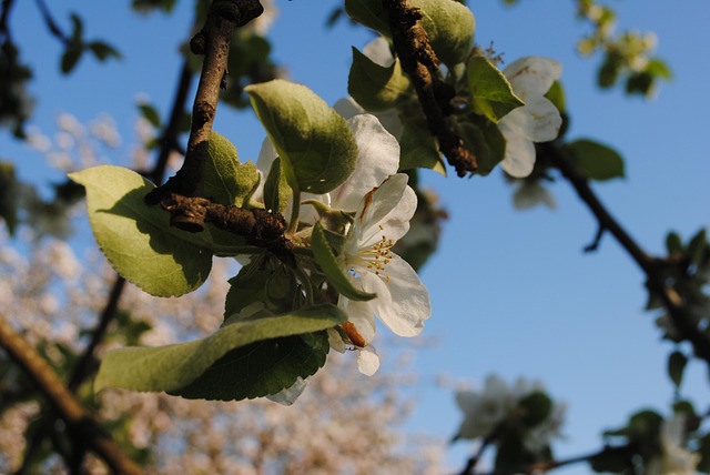 Feder, Baum, Apfelbaum, Natur, Draußen