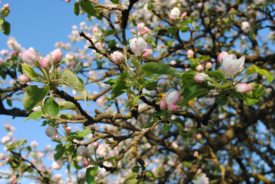 spring tree apple free