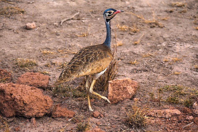 Afrika, Safari, Fugl, Natur, Dyreliv