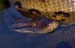 anaconda, snake, south america