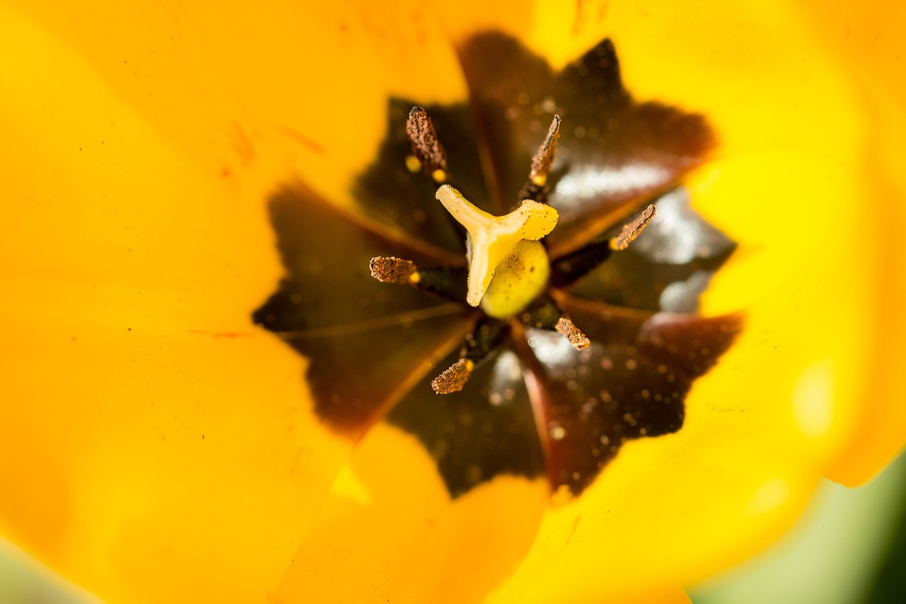 Tulip - free online jigsaw puzzle photo
