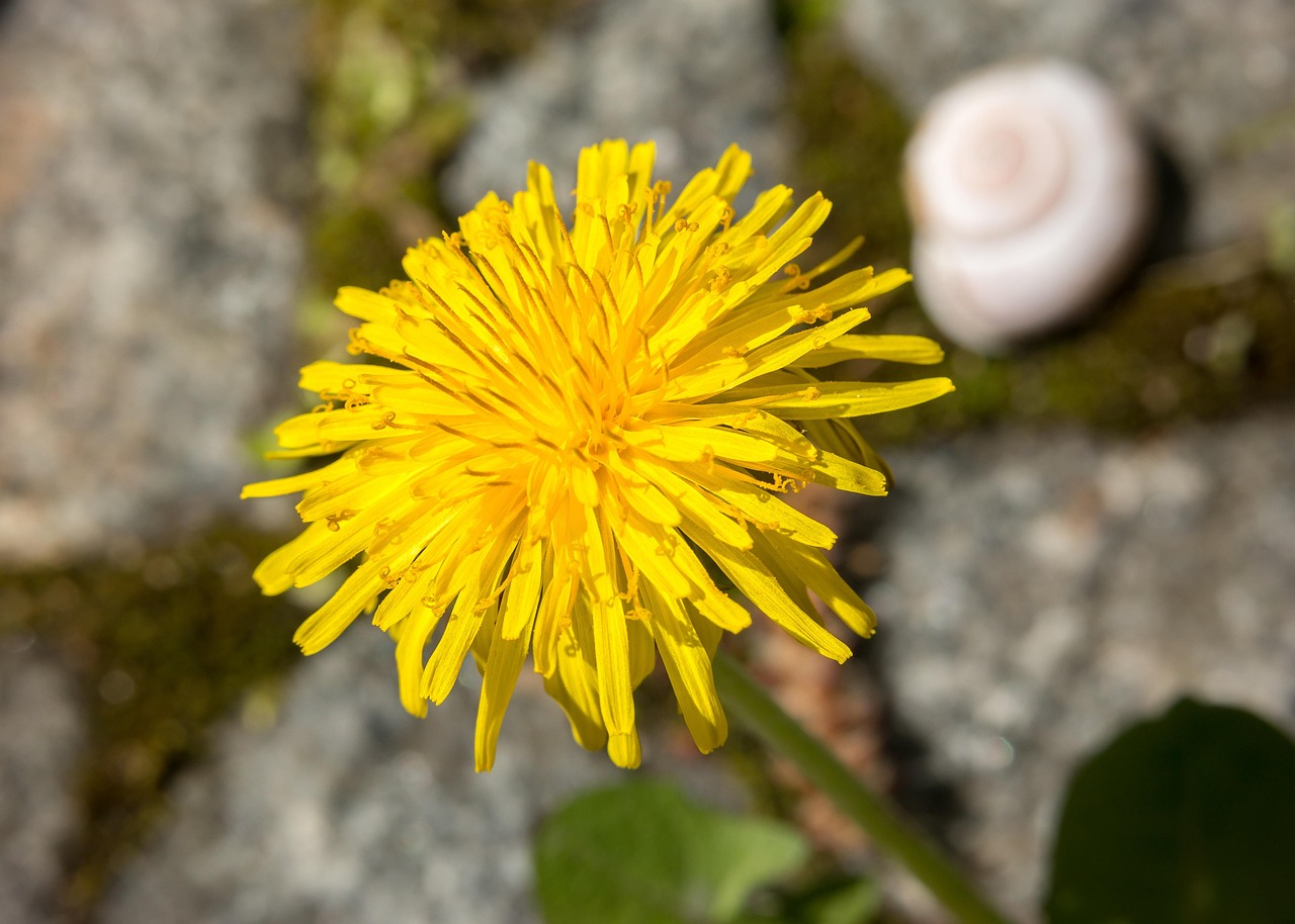 Dandelion - free online jigsaw puzzle photo