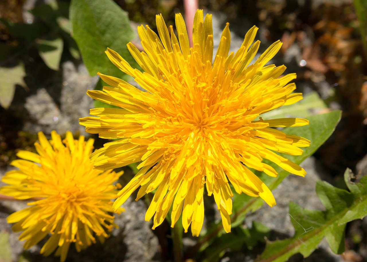 Dandelion - free online jigsaw puzzle photo
