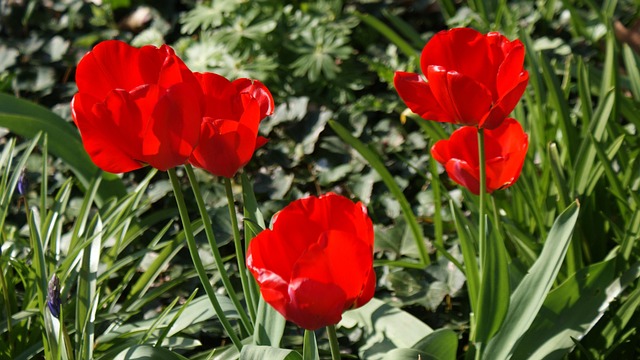Tulipaner, Blomst, Forår, Farverig