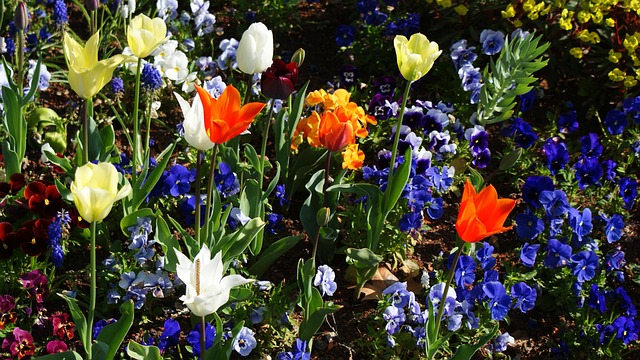 Forår, Blomst, Blomstre, Natur, Gul