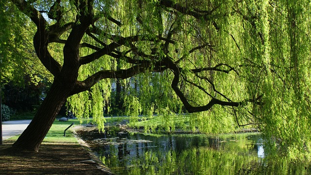 Natur, Parkere, Landskab, Dam, Planter