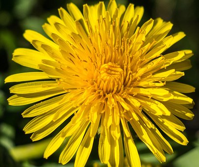 Free Yellow Wild Flower photo and picture