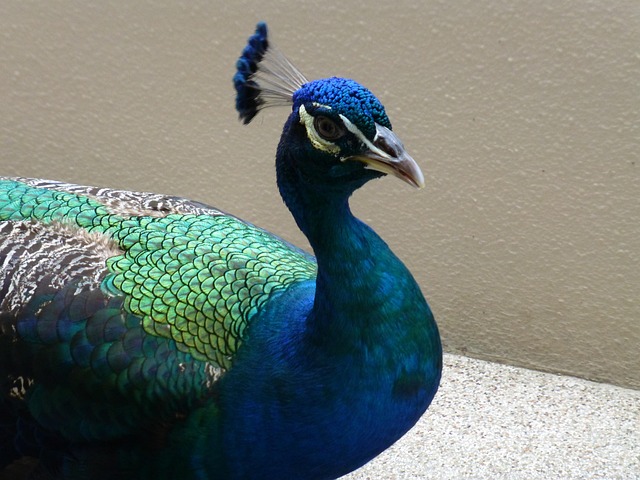 Peacock, Vogel, Reiher, Blauer Vogel