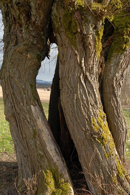 Free Pasture Tree Trunk photo and picture