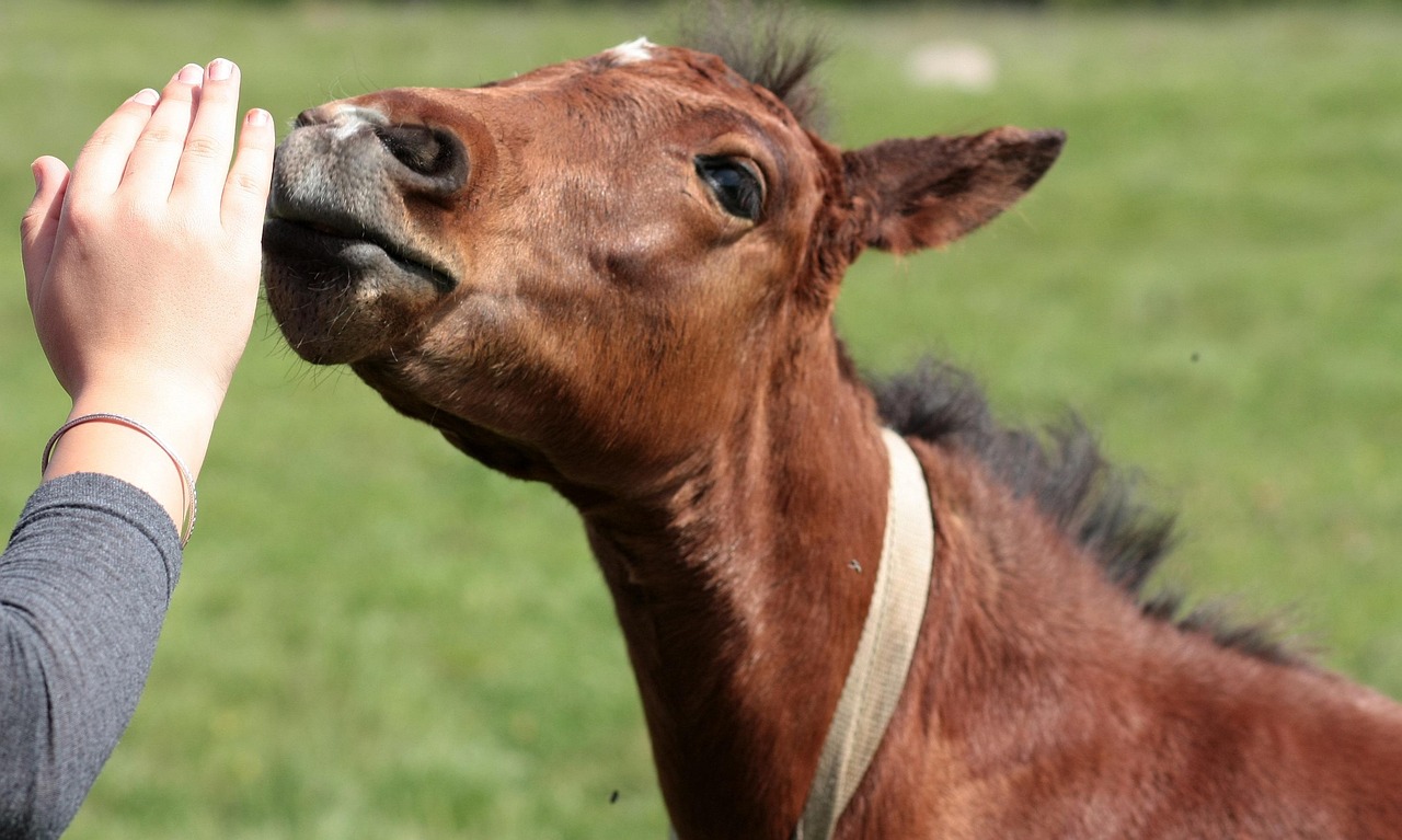 Horse Food Hand Free photo on Pixabay Pixabay