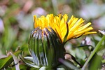 dandelion, pointed flower, plant