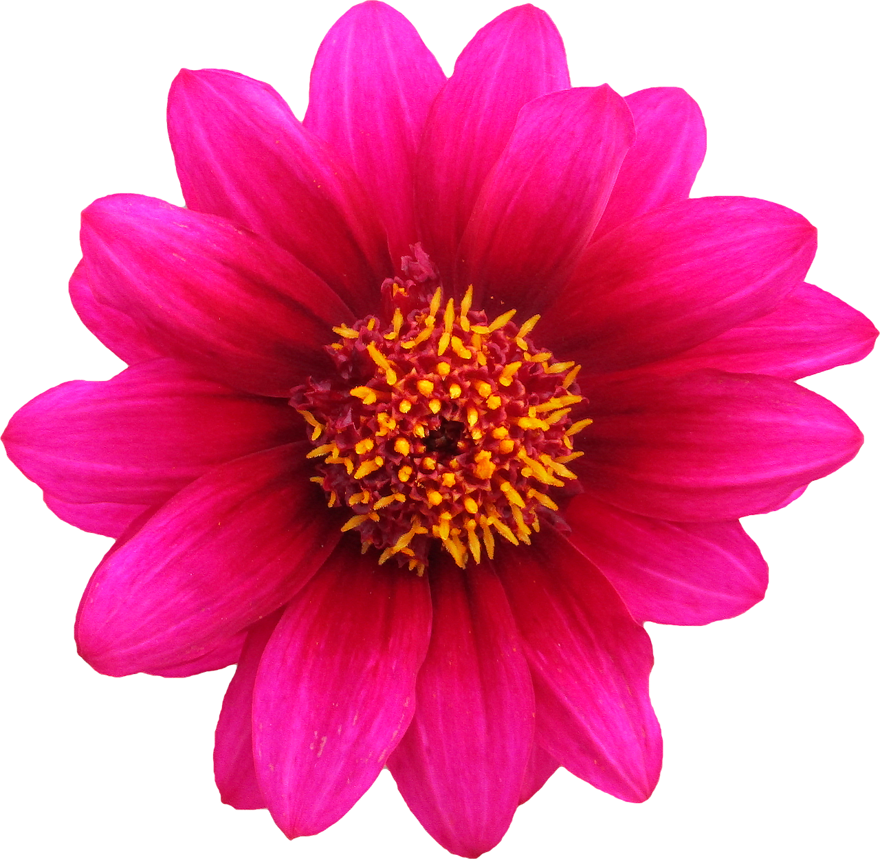 Plus De 400 000 Images De Fleurs En Png Et De Png Pixabay Plus De 400 000 Images De Fleurs En Png Et De Png Pixabay