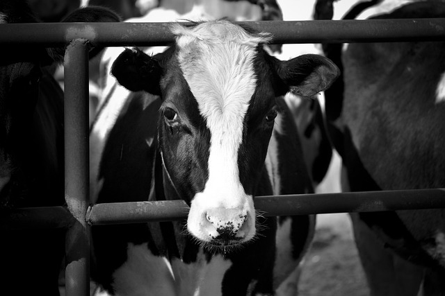 Free Cow Black And White photo and picture