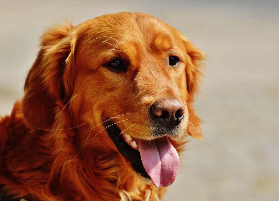 golden retriever chien photo gratuite golden retriever chien fourrure image gratuite sur pixabay 1342263 golden retriever chien photo gratuite golden retriever chien fourrure image gratuite sur pixabay 1342263