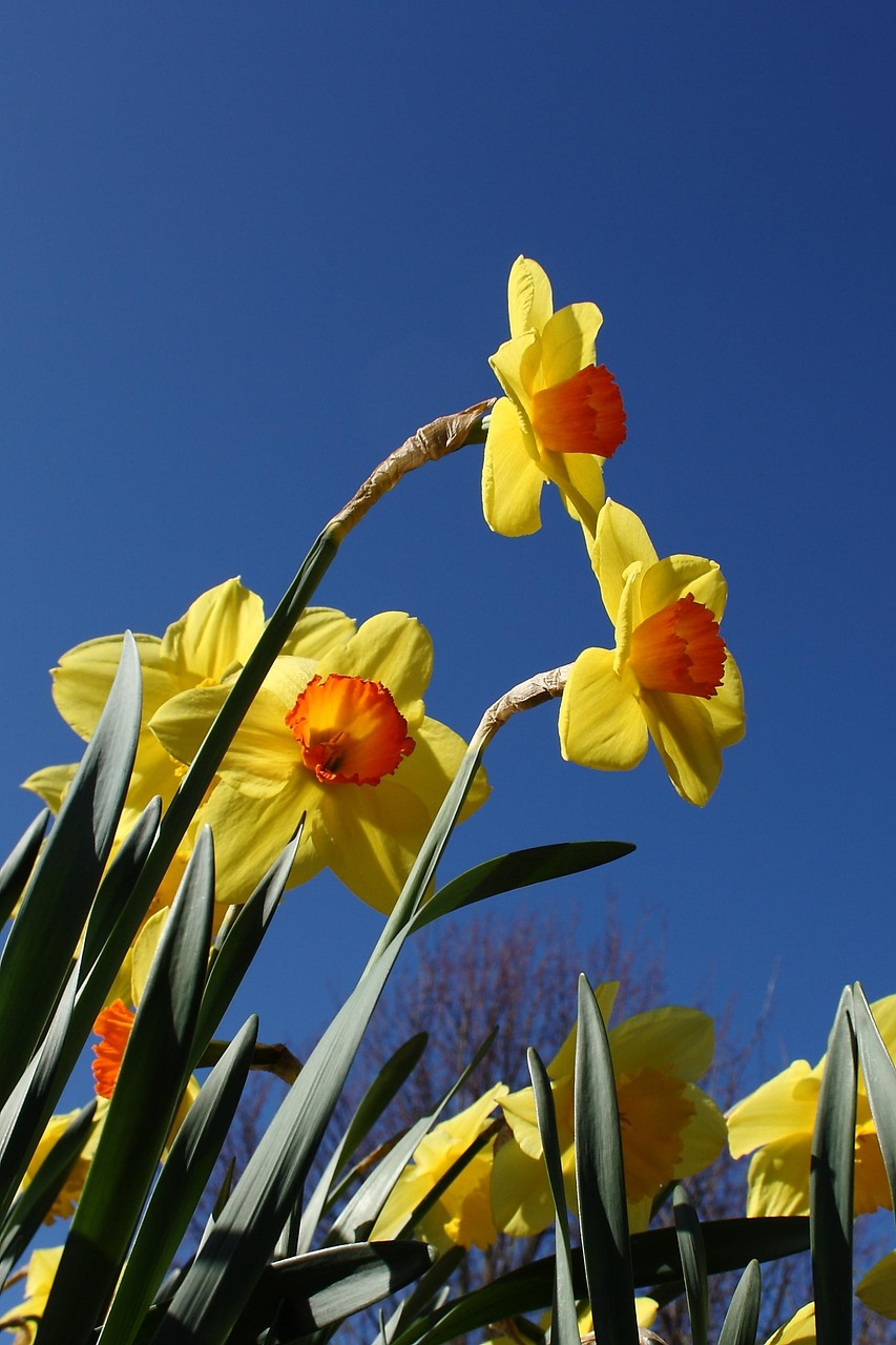 3,000+ Free Daffodils & Nature Images Pixabay