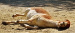 donkey, animal, play