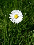 daisy, white, pointed flower
