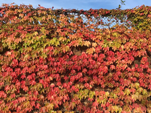Herfst, Val, Bladeren, Rood, Oranje
