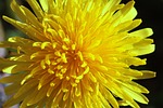 dandelion, common dandelion, taraxacum sect