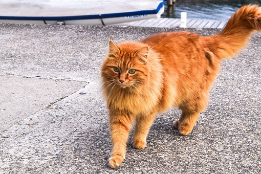 Free Cat Orange photo and picture