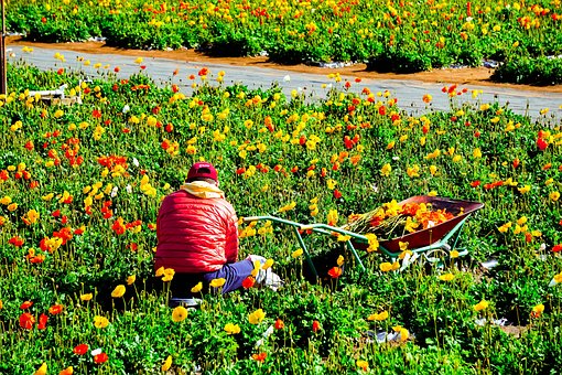 Chiba, Blumen, Blumentapete, Pflanze