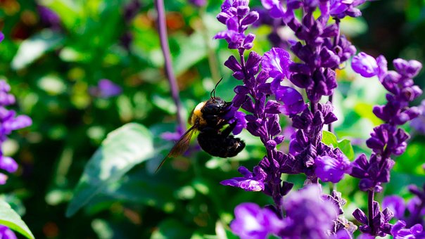 Bärenbiene, Insekten, Obstblumenpark