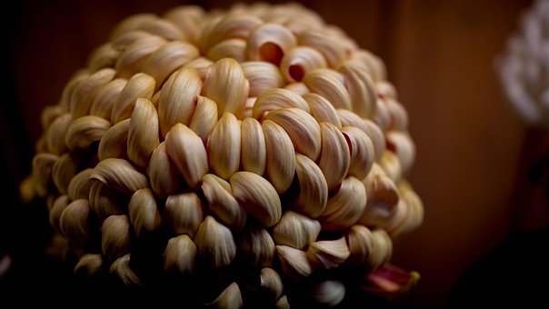 Chrysantheme, Sorakuen, Herbst