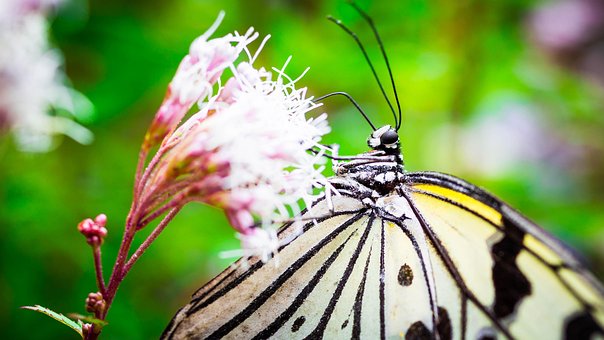 Minoh, Insektarium, Schmetterling