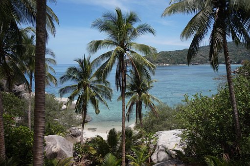 Free Tropical Palm photo and picture