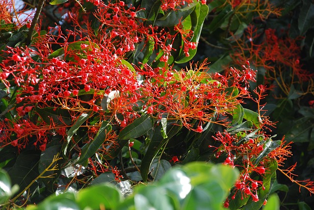 Free Flame Tree Australian photo and picture