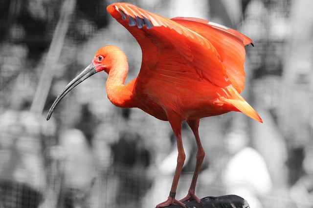Free Flamingo Bird photo and picture
