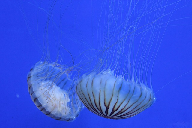 Free Jellyfish Blue photo and picture