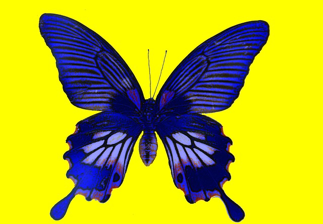 Free butterfly great mormon nature illustration